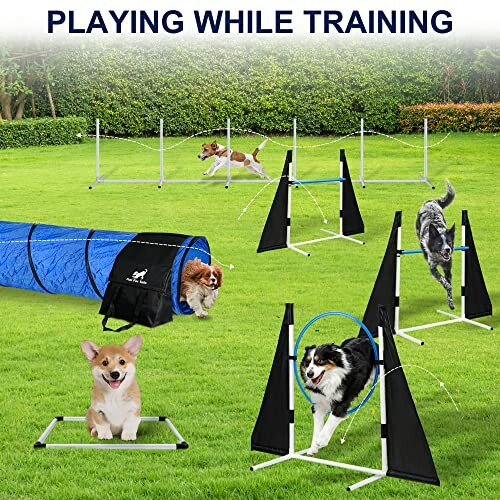 Dogs navigating an agility training course with jumps and tunnels.