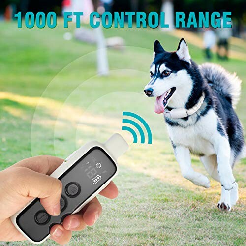 Person holding remote, dog wearing collar in park.