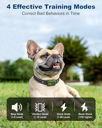 Dog wearing a training collar with four effective modes: beep, vibration, shock, and boost shock.