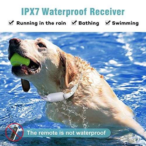 Dog swimming with a waterproof receiver collar holding a ball.